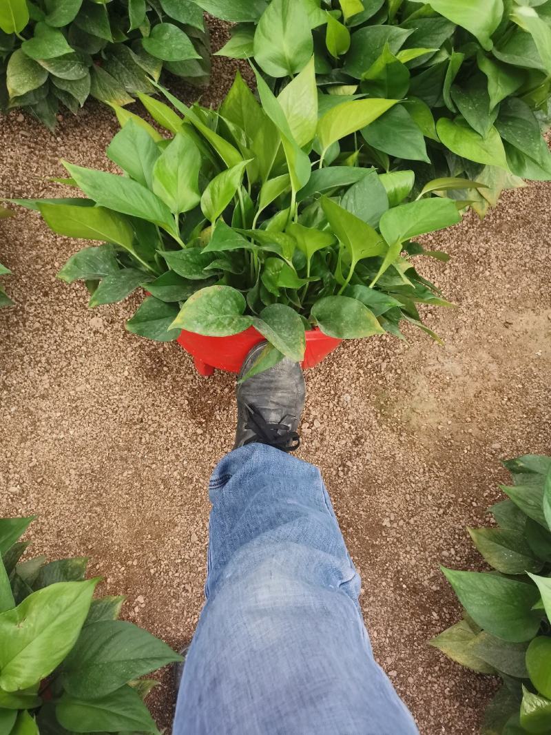 360绿萝