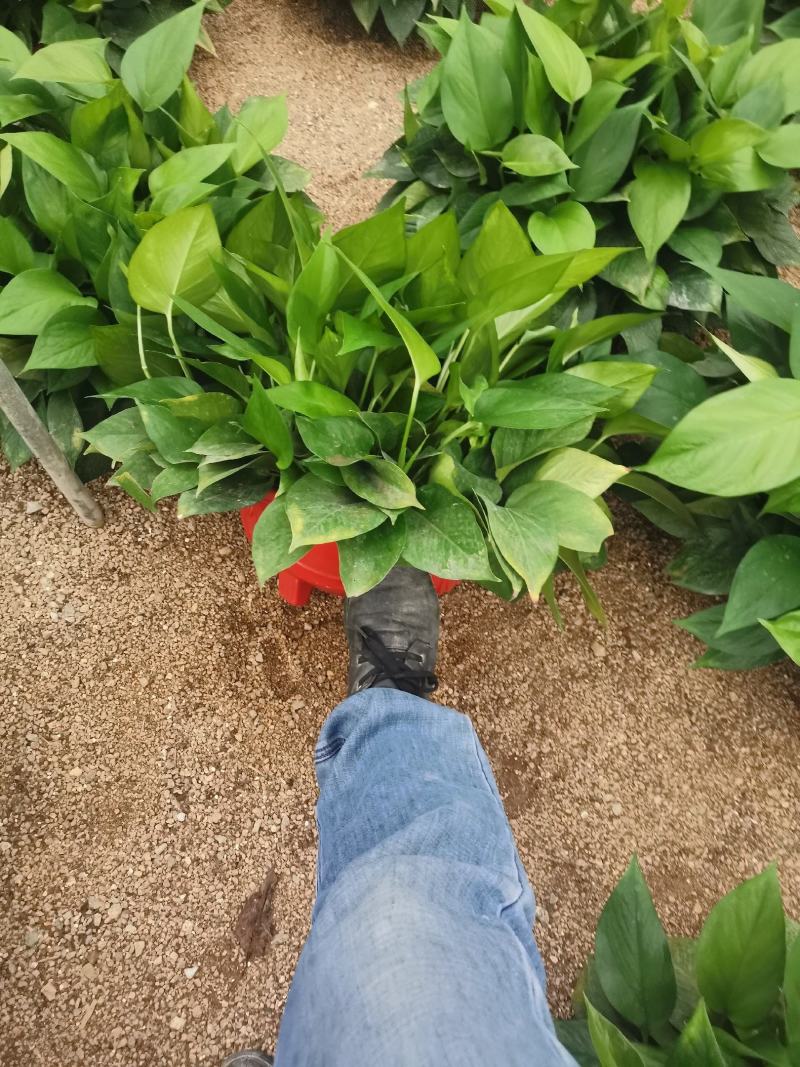 360绿萝