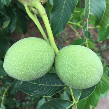 青皮核桃
