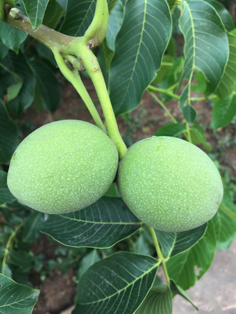 青皮核桃