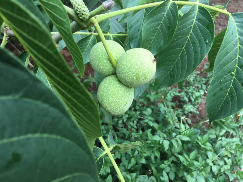 青皮核桃