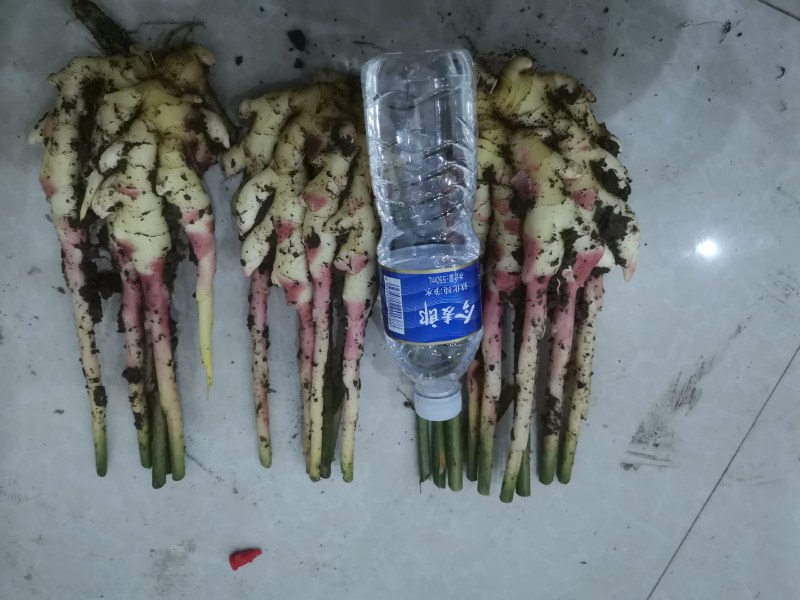 大姜，二黄姜，小姜仔姜