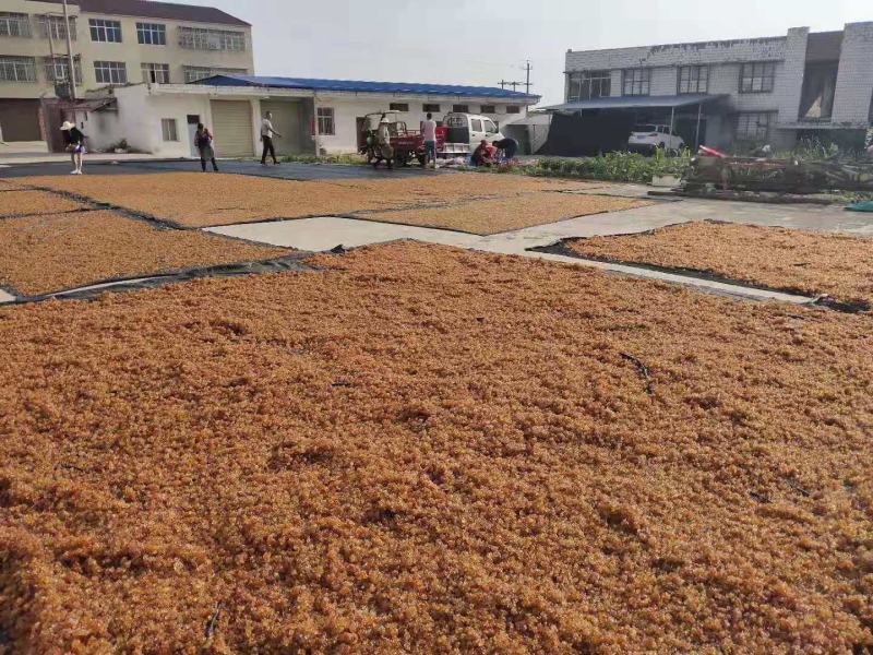 水洗桃胶杂质少黄黄带红红带黄红胶可按要求供应