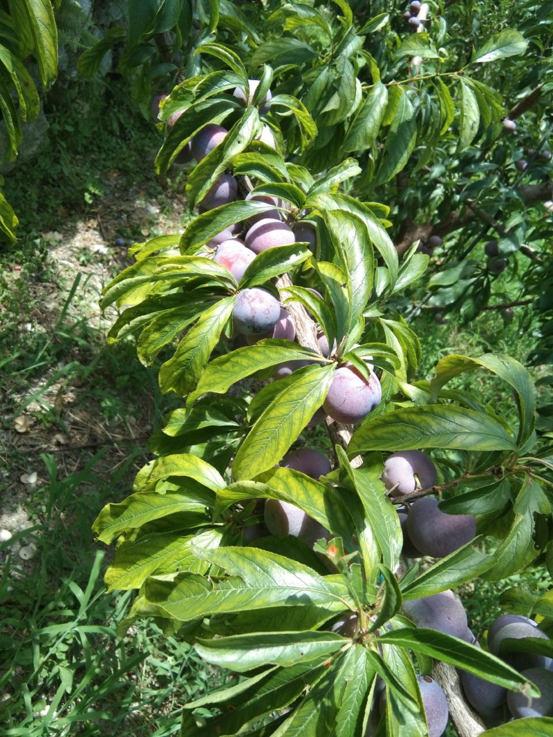 汉源脆红李，又脆又甜