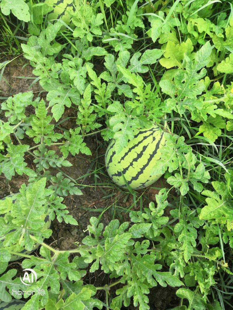 露天甜王西瓜