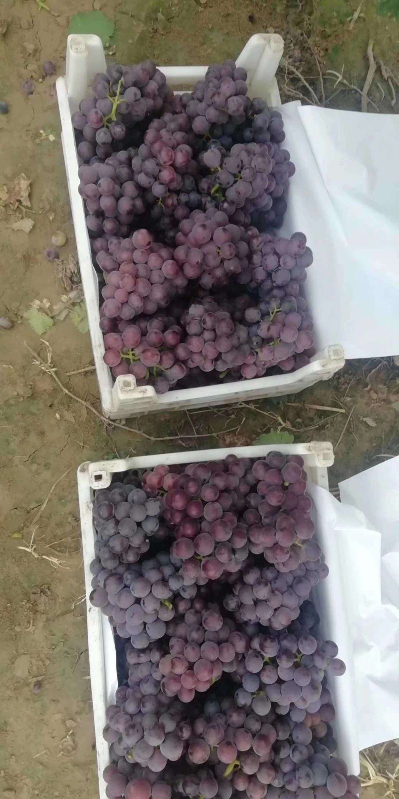 巨峰葡萄