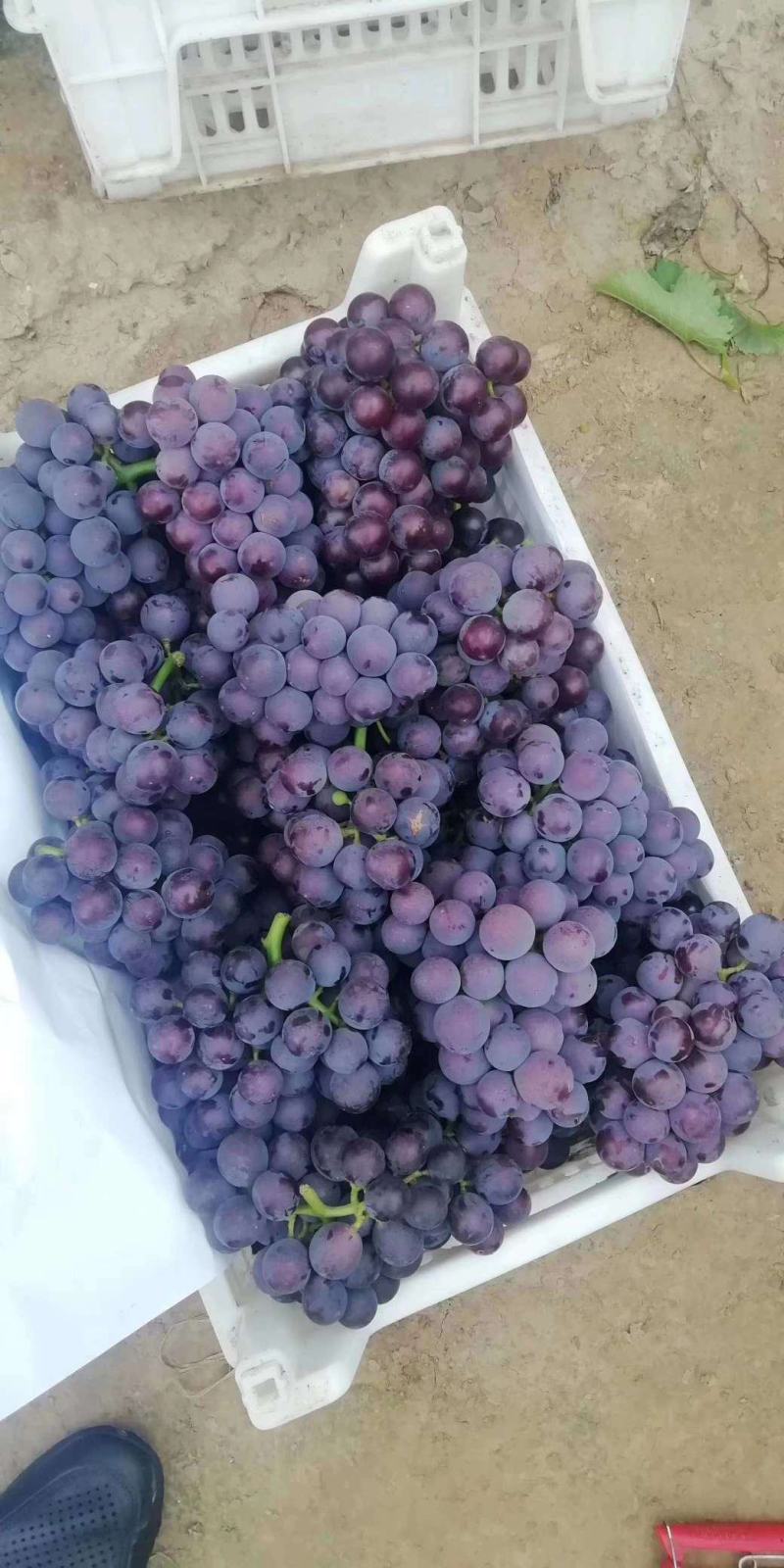巨峰葡萄