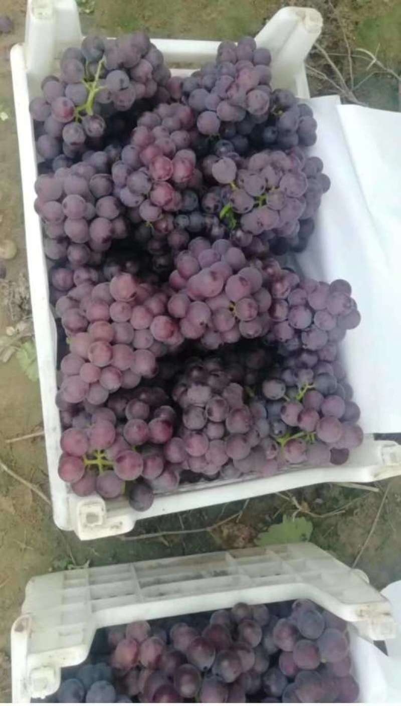 巨峰葡萄