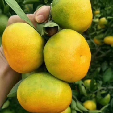 湖北精品蜜橘，特早蜜橘叶果，丑橘基地批发看货采果价格优惠