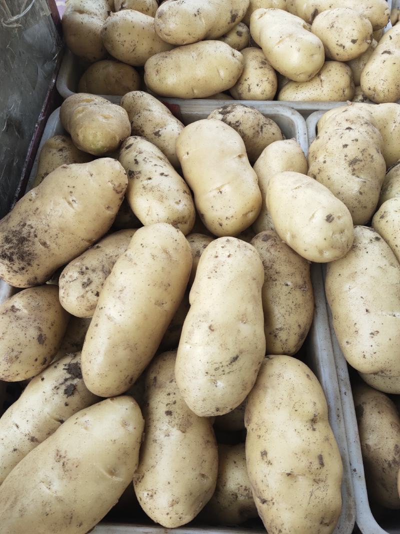 土豆荷兰十五黄心土豆产地直发价低质优