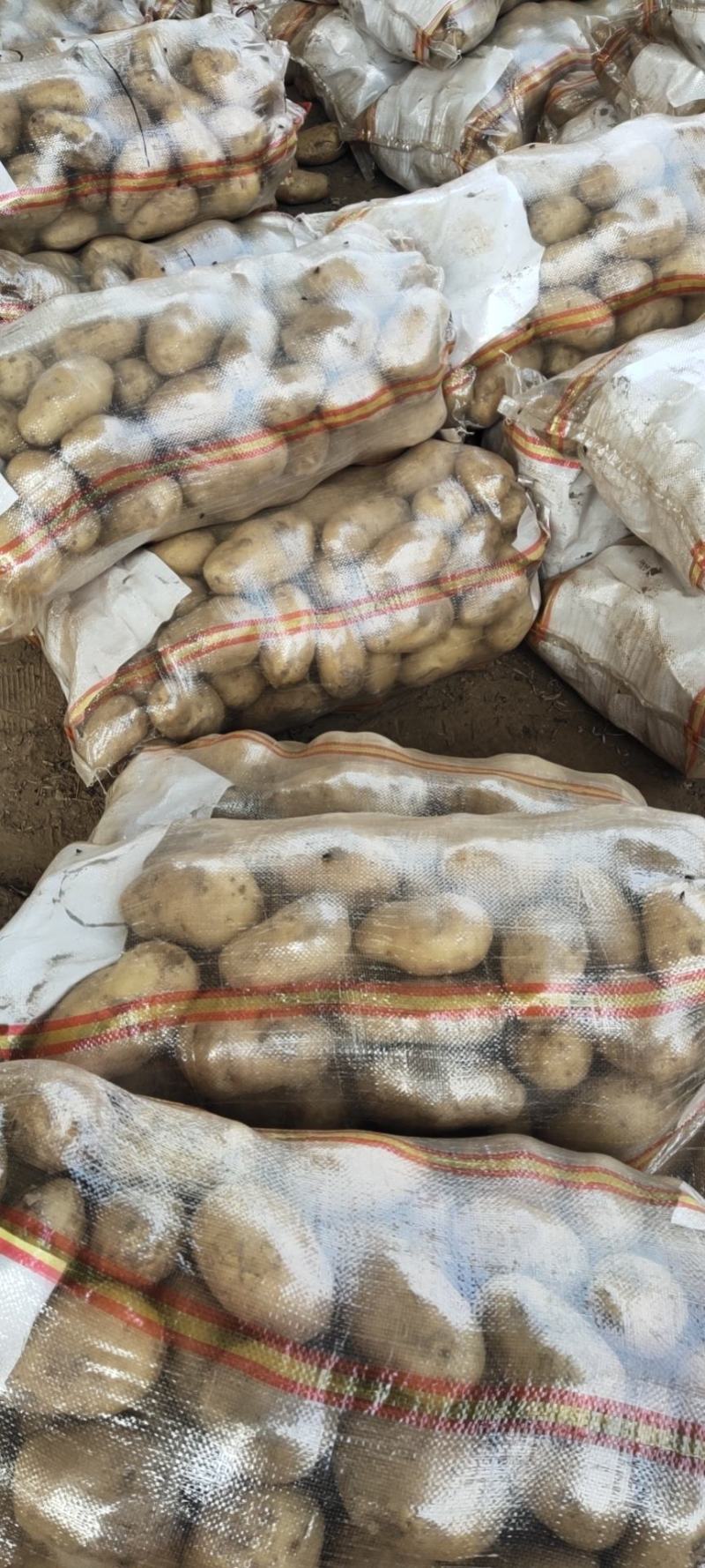 土豆荷兰十五黄心土豆产地直发价低质优