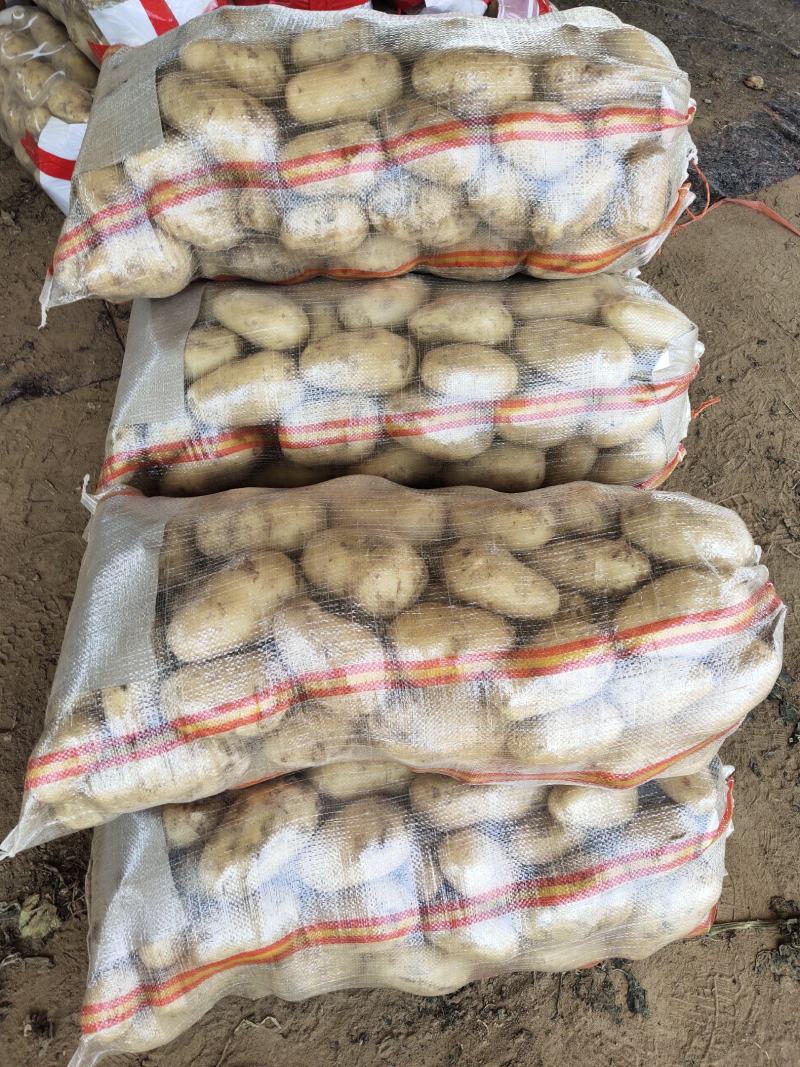 土豆荷兰十五黄心土豆产地直发价低质优