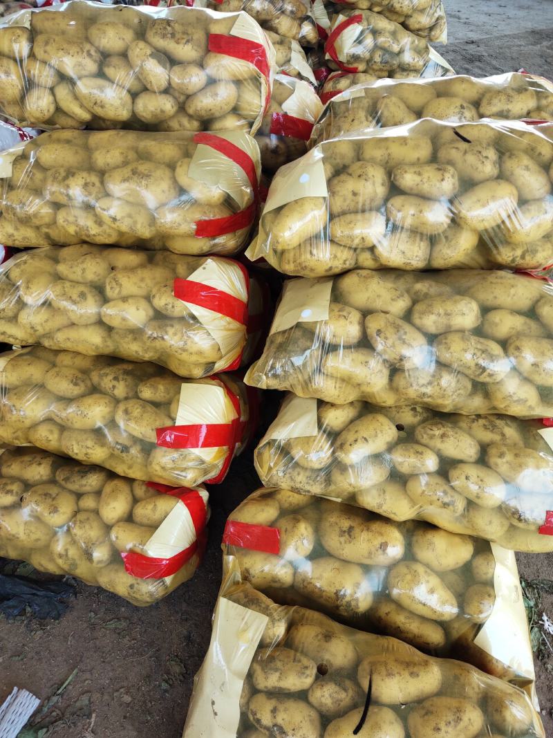 土豆荷兰十五黄心土豆产地直发价低质优