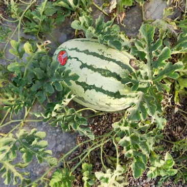 硒砂瓜基地