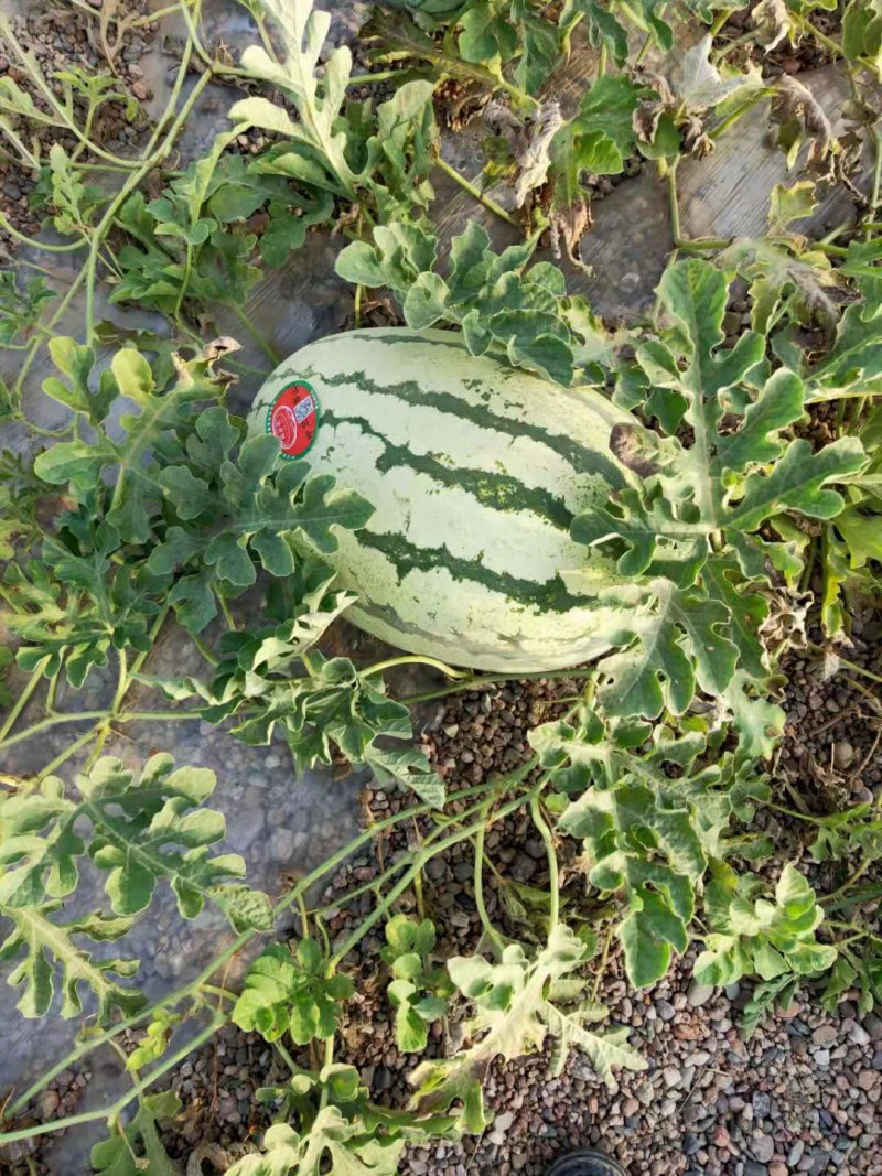 硒砂瓜基地