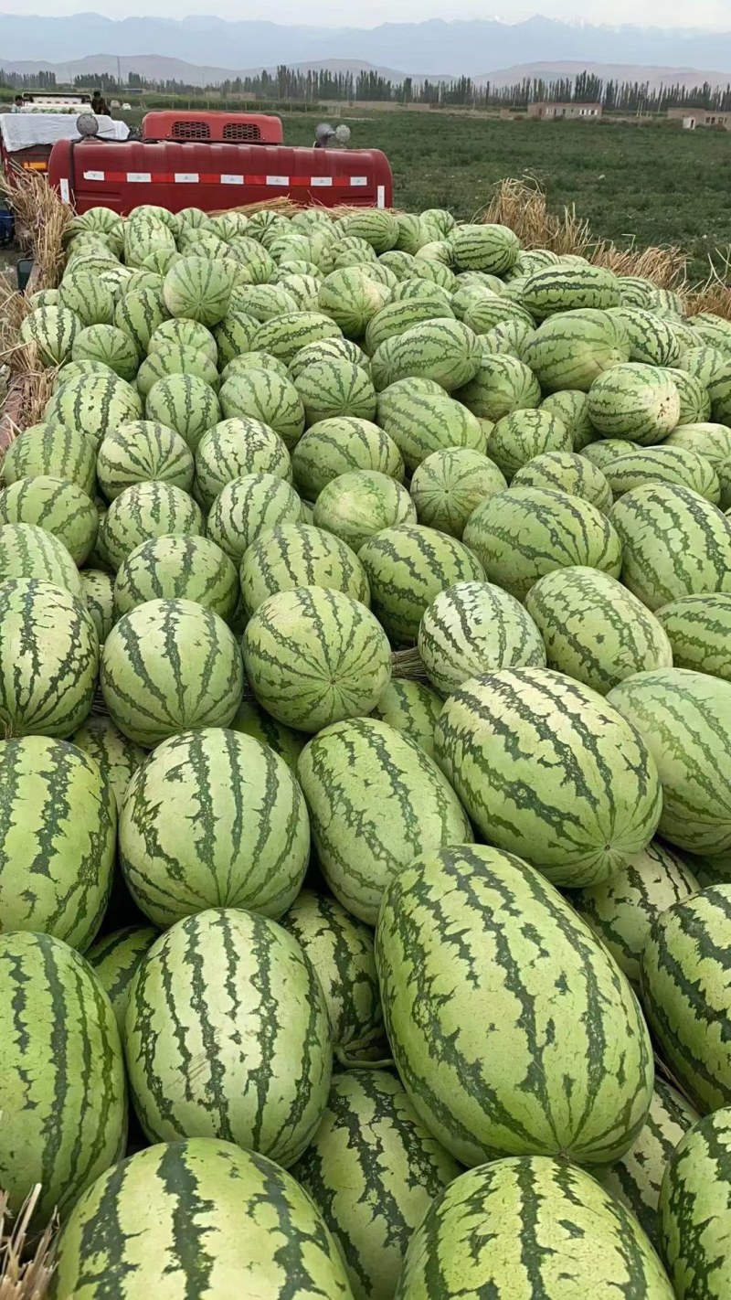 硒砂瓜基地
