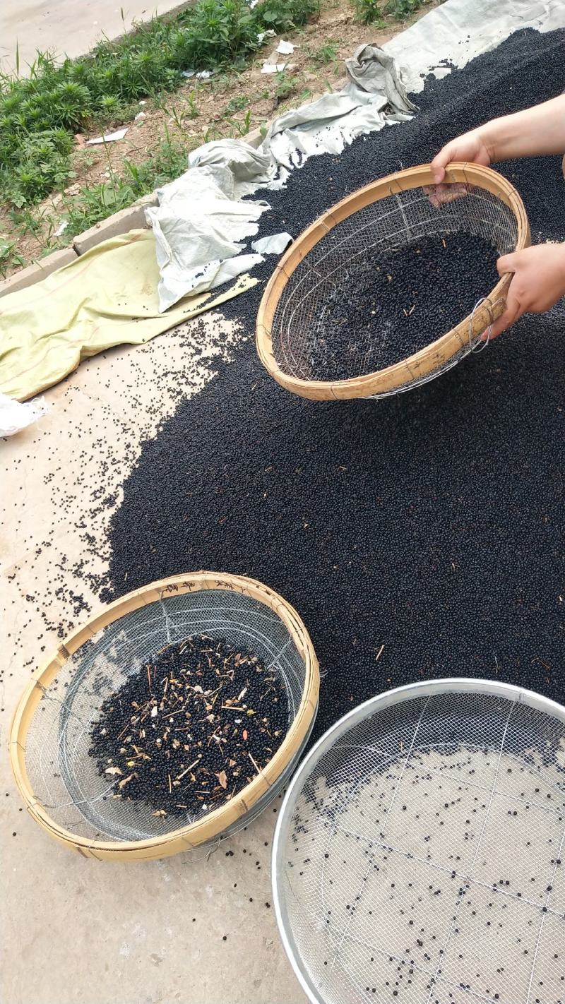 出售纯新射干种子颗粒饱满种植简单免费指导管理省事