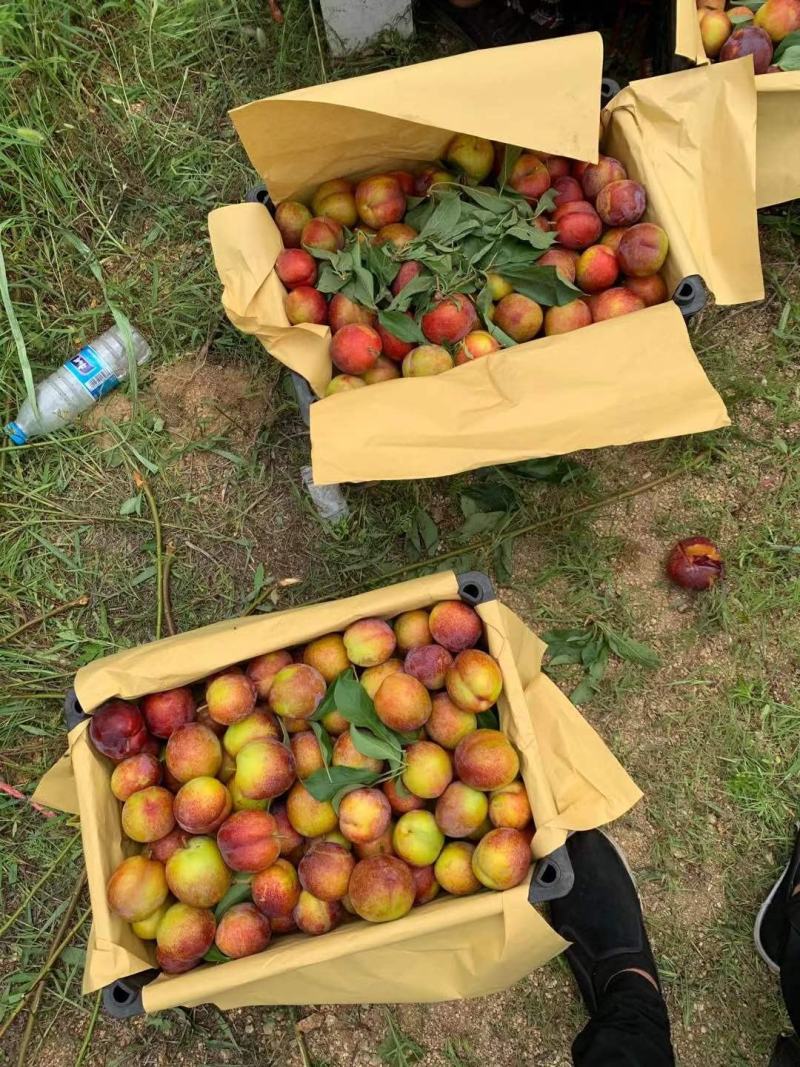大红袍李子，大量上市中，绥中优质产地，产品大量有货。