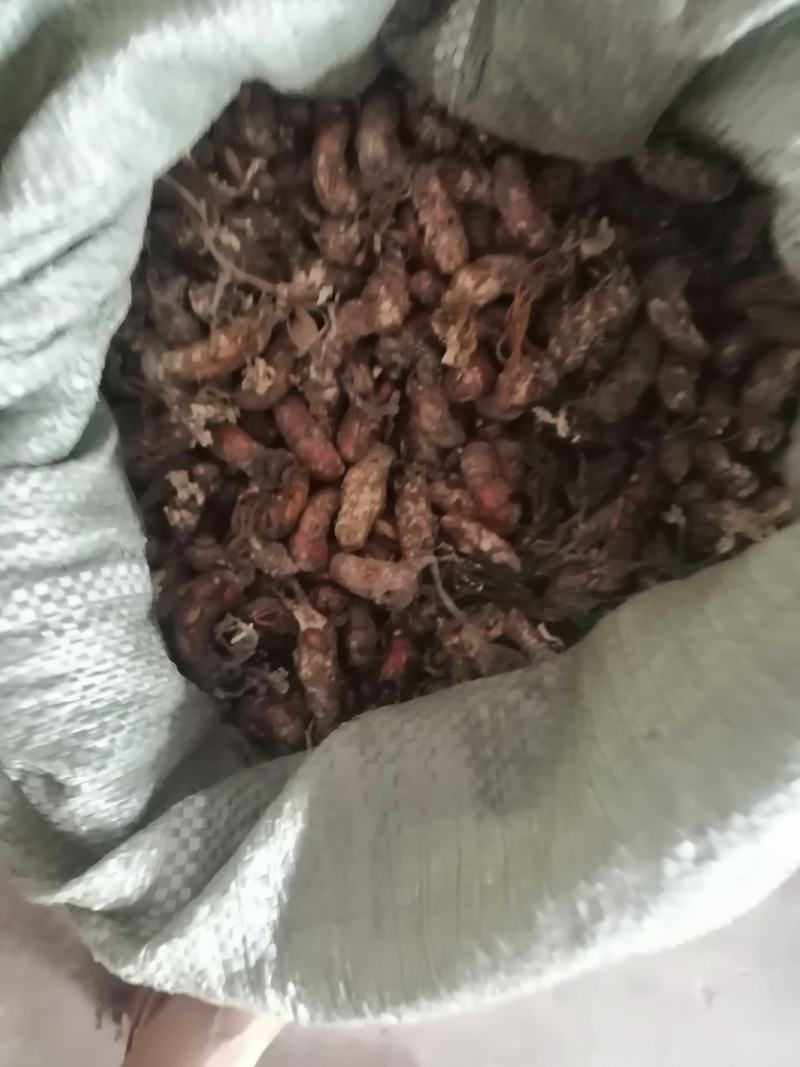 蝉花，全干统货，鲜货统货。