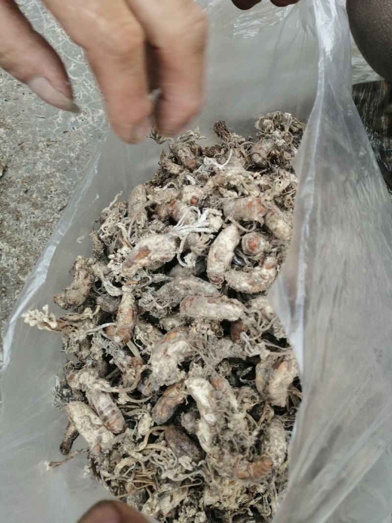 蝉花，全干统货，鲜货统货。