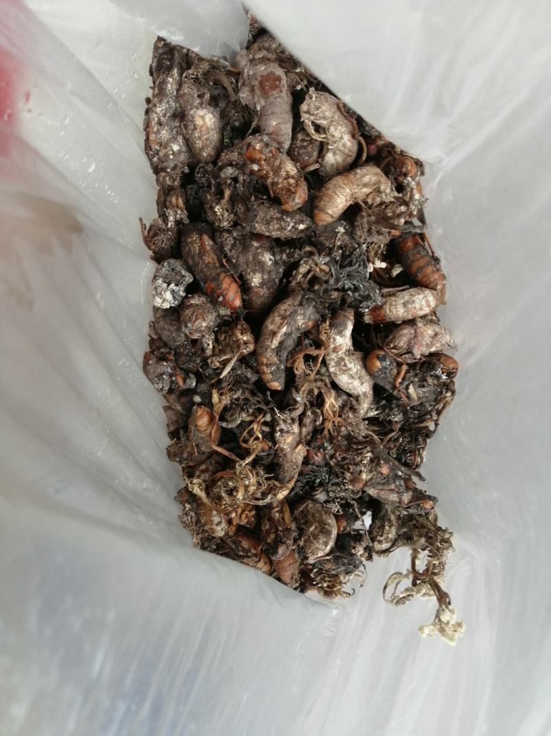 蝉花，全干统货，鲜货统货。