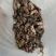 蝉花，全干统货，鲜货统货。