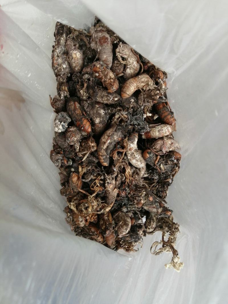 蝉花，全干统货，鲜货统货。