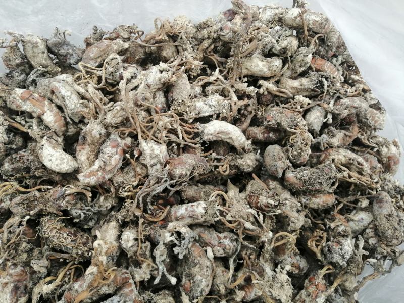 蝉花，全干统货，鲜货统货。