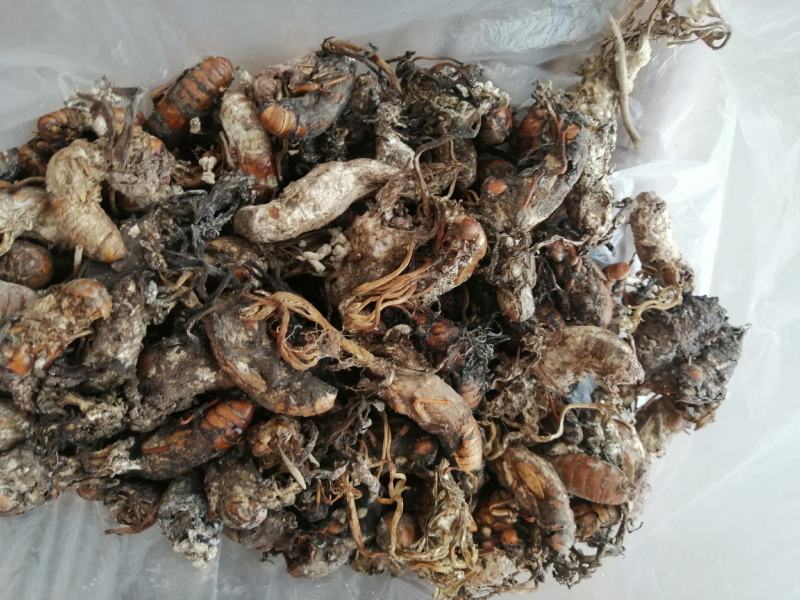 蝉花，全干统货，鲜货统货。