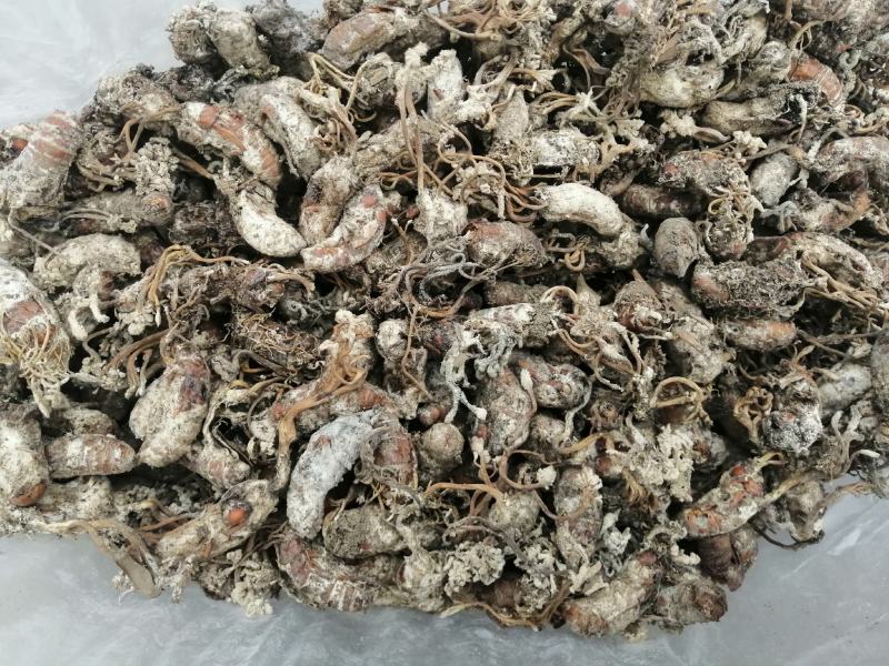 蝉花，全干统货，鲜货统货。
