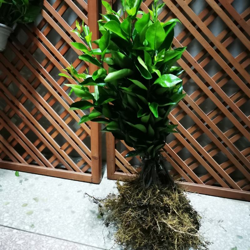 新会柑桔苗产地直供可以视频看货