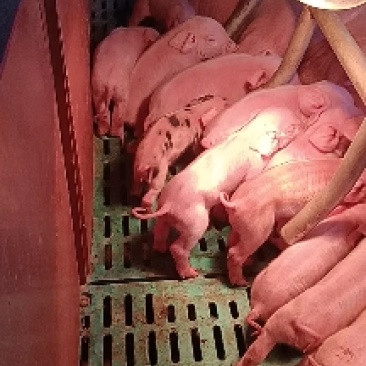 出售肥猪，小猪
