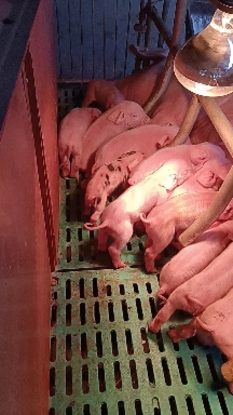 出售肥猪，小猪