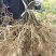 四川苍溪红心猕猴桃苗产地现挖现发品种纯正免费指导技术