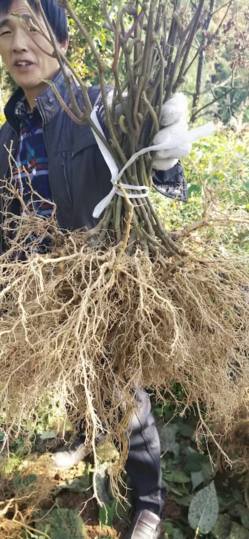 四川苍溪红心猕猴桃苗产地现挖现发品种纯正免费指导技术