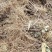 四川苍溪红心猕猴桃苗产地现挖现发品种纯正免费指导技术