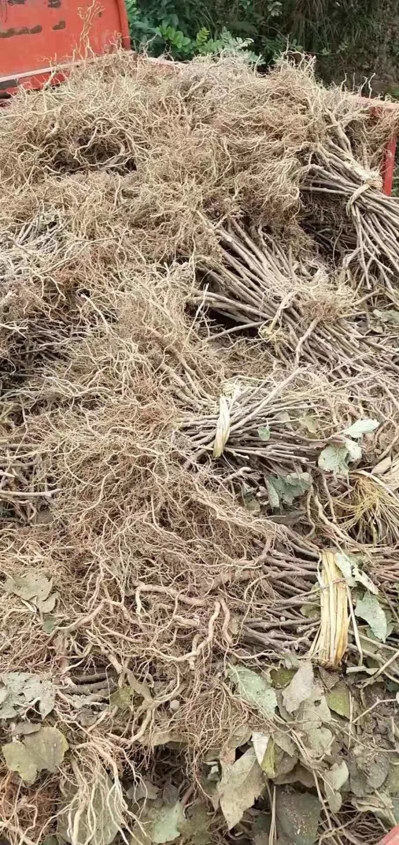 四川苍溪红心猕猴桃苗产地现挖现发品种纯正免费指导技术