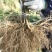 四川苍溪红心猕猴桃苗产地现挖现发品种纯正免费指导技术