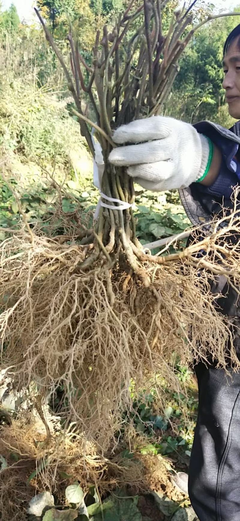 四川苍溪红心猕猴桃苗产地现挖现发品种纯正免费指导技术