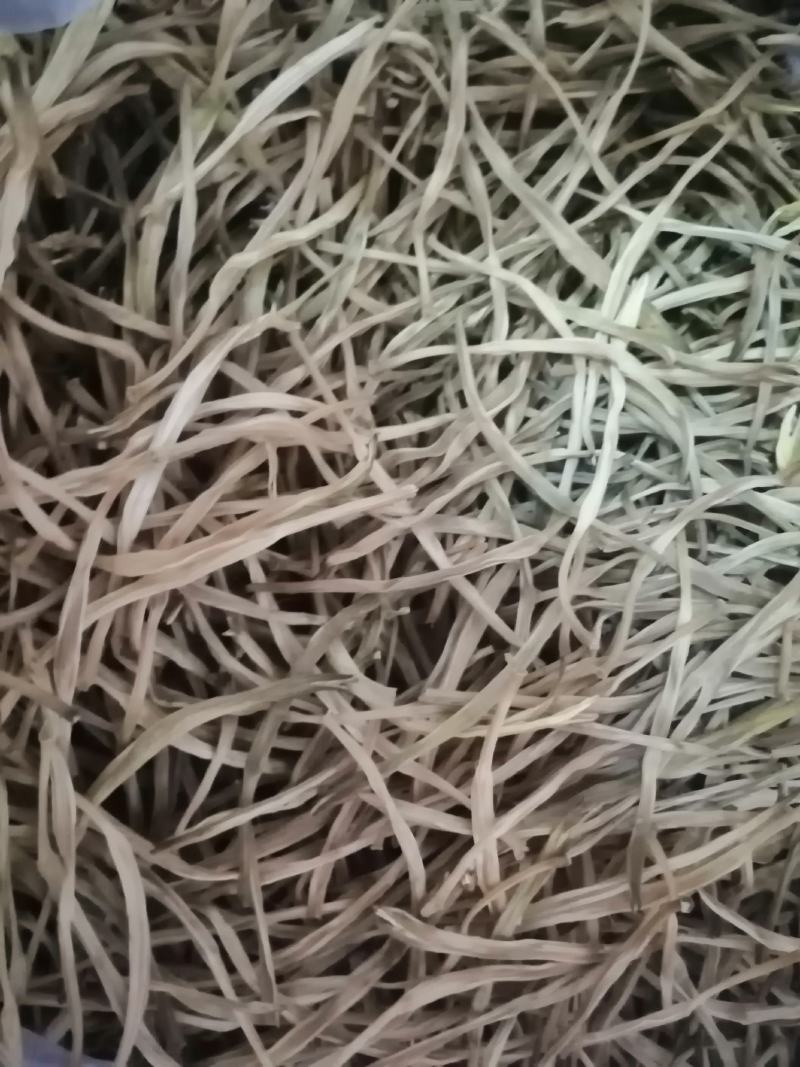 渭南市合阳黄花菜