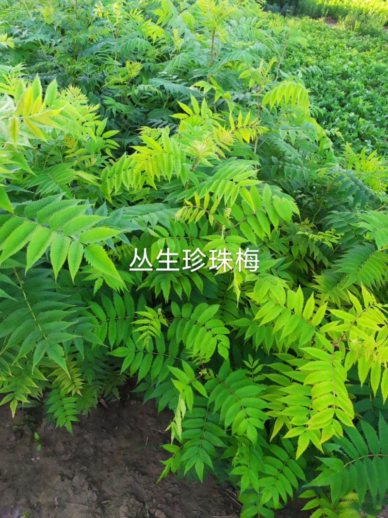 供应，丛生珍珠梅80-150高4个分枝以