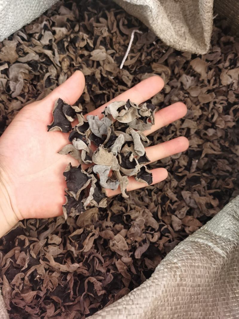 精选黑木耳秋木耳产地一手货源