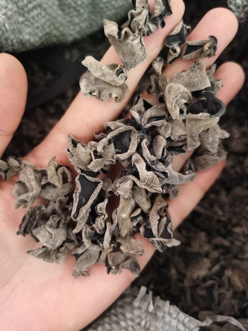精选黑木耳秋木耳产地一手货源