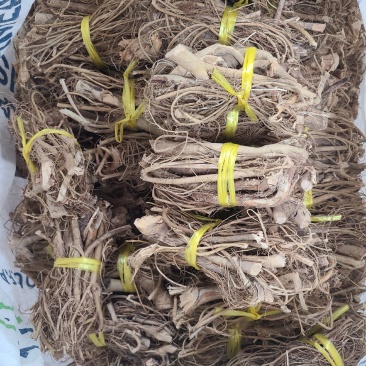 白花牛奶根新货足干