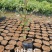 小叶榄仁（8公分袋）
