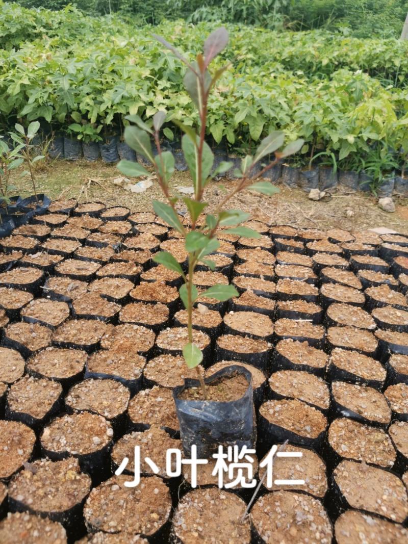 小叶榄仁（8公分袋）