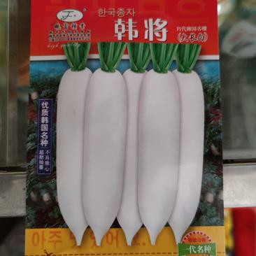 韩将大长白萝卜种子韩春白玉萝卜种子3斤到4斤