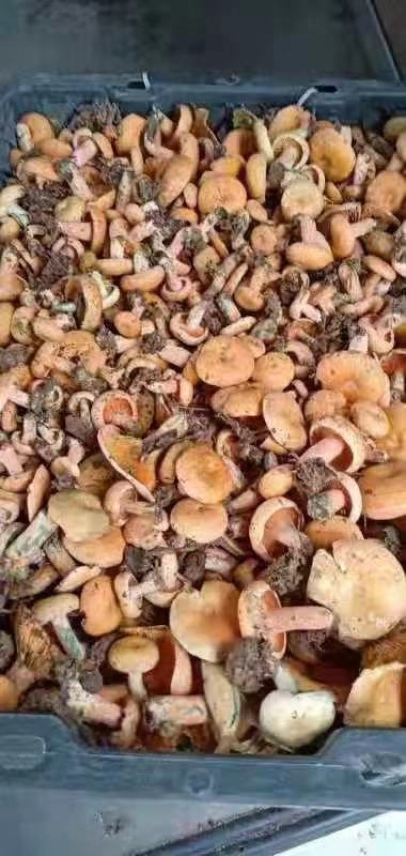 季节野生鲜甜美味餐桌煲汤必备一件