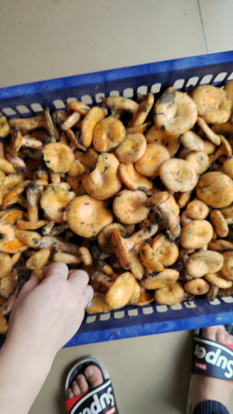 季节野生鲜甜美味餐桌煲汤必备一件