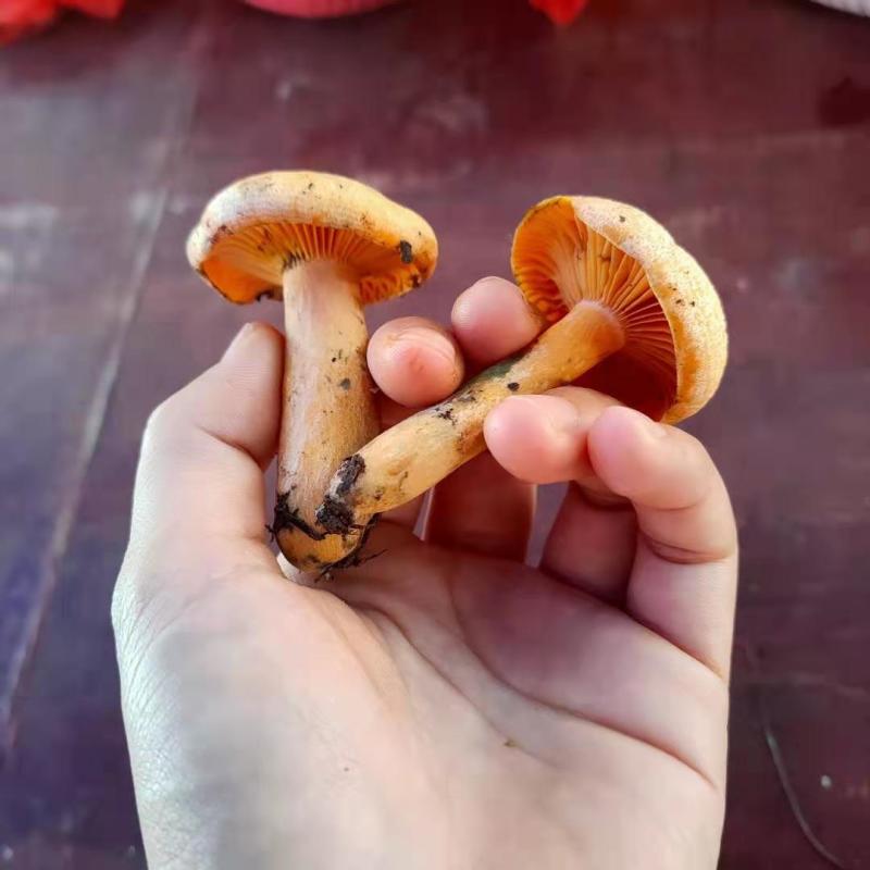 季节野生鲜甜美味餐桌煲汤必备一件